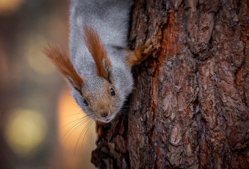 Squirrel on Tree Trunk — Gray, Curious