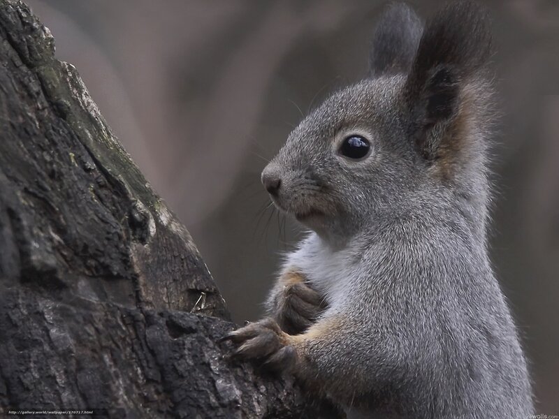 Squirrel on Tree Trunk — Gray