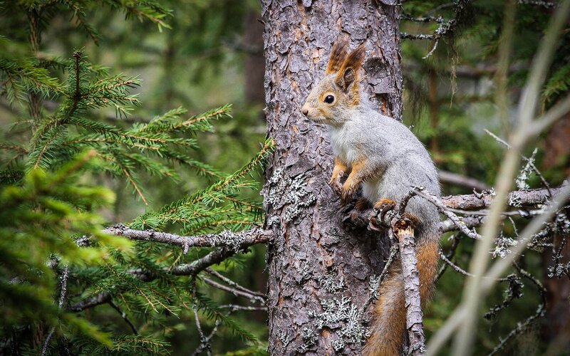 Squirrel on Tree Trunk — Green, Natural, Photograph