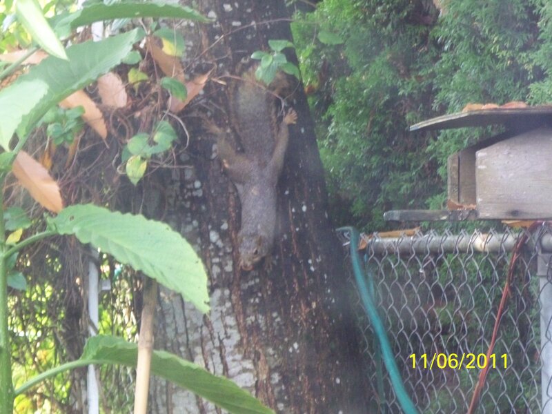 Squirrel on Tree Trunk — Green