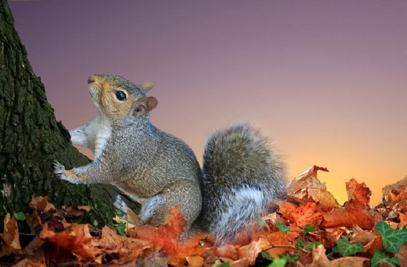 Squirrel on Tree Trunk — Orange