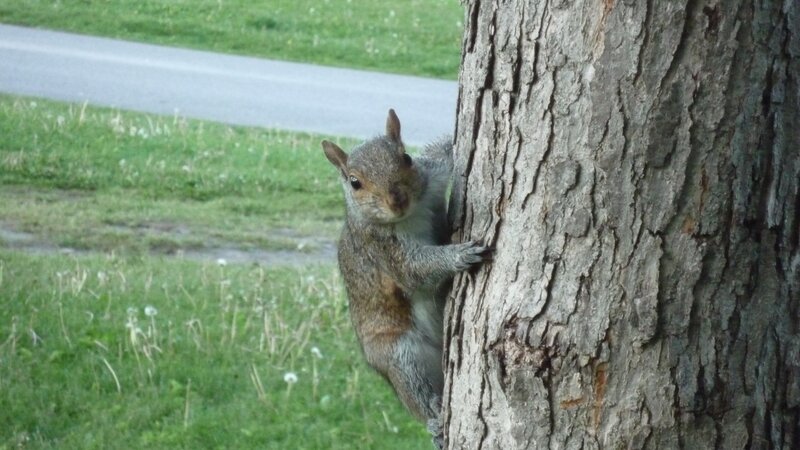 squirrel on tree trunk