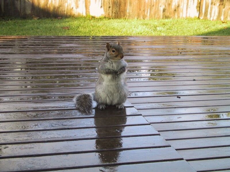 Squirrel on Wet Deck