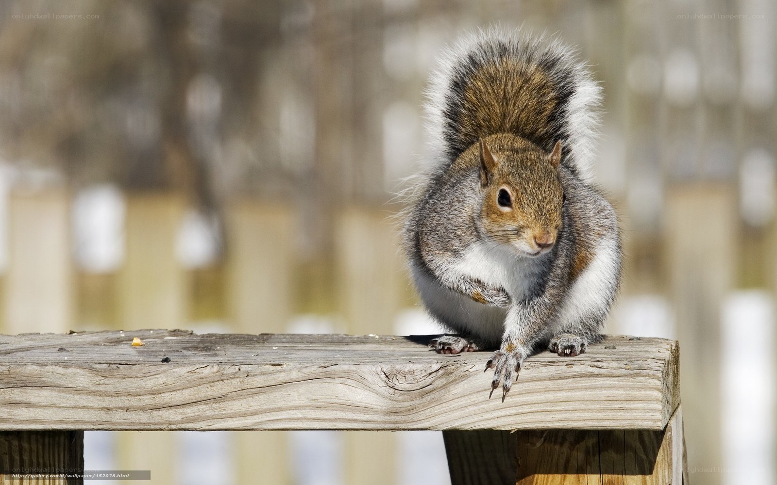 squirrel on wooden beam
