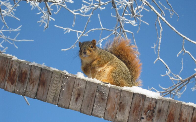 Squirrel on Wooden Beam — Brown