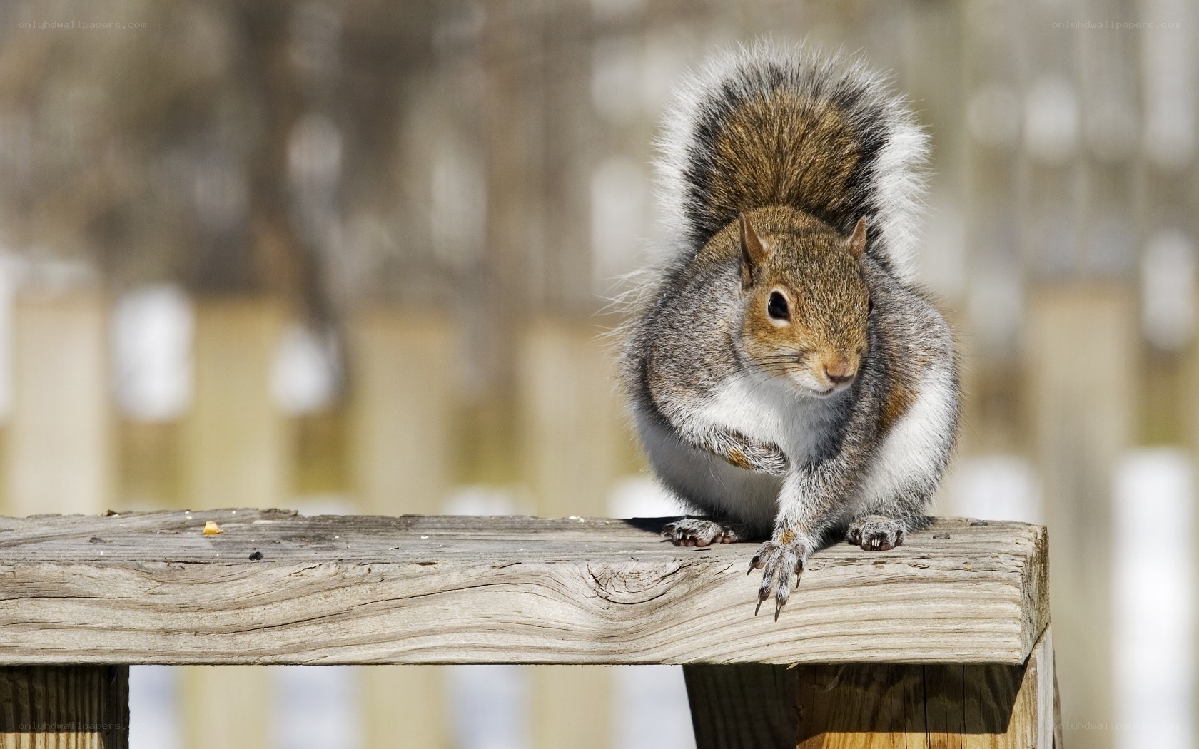 squirrel on wooden beam