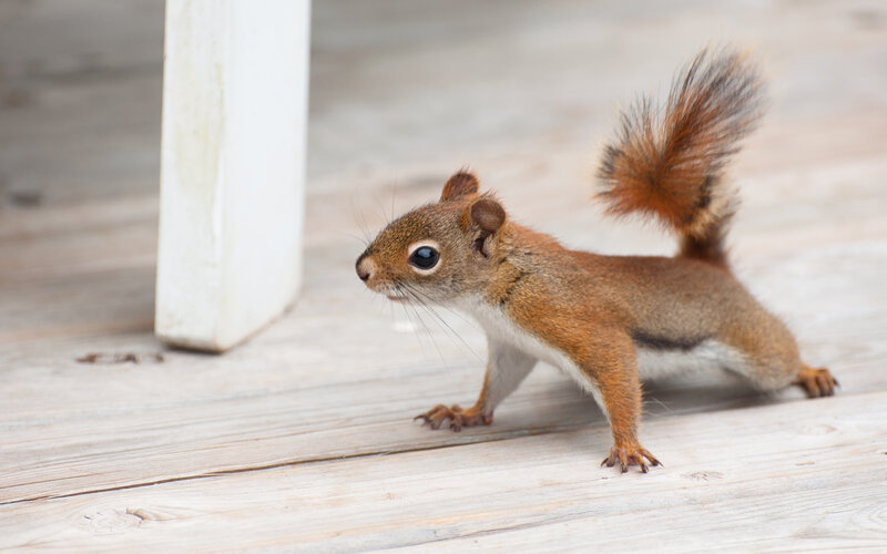 squirrel on wooden deck