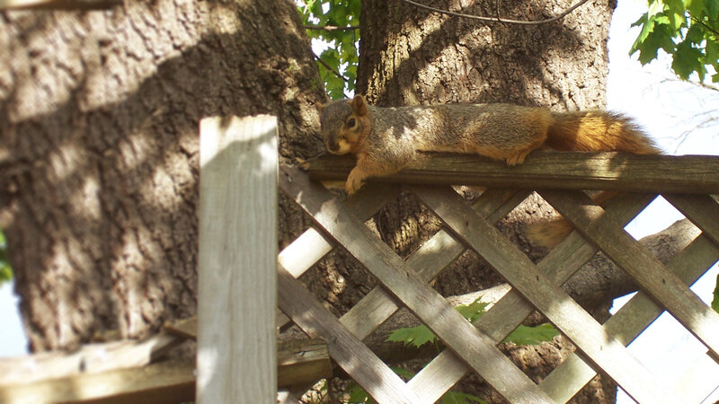 Squirrel on Wooden Fence — Brown, Calm