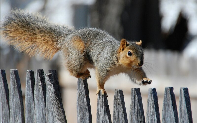 Squirrel on Wooden Fence — Gray, Alert, Afternoon