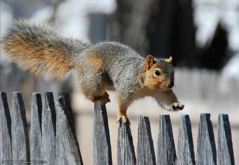 Squirrel on Wooden Fence — Gray, Alert