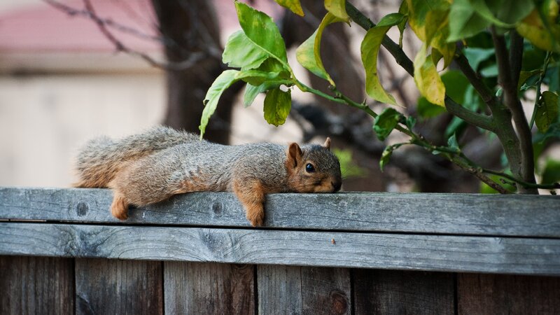 Squirrel on Wooden Fence — Gray