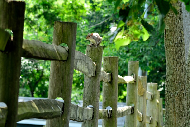 Squirrel on Wooden Fence — Green