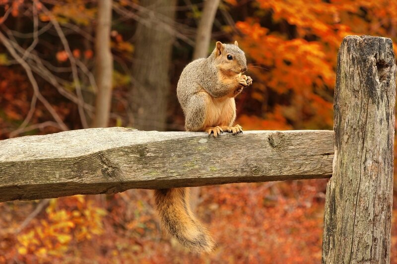 Squirrel on Wooden Fence — Orange