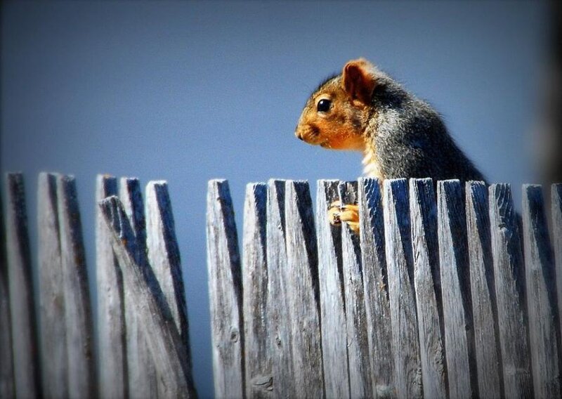 Squirrel on Wooden Fence