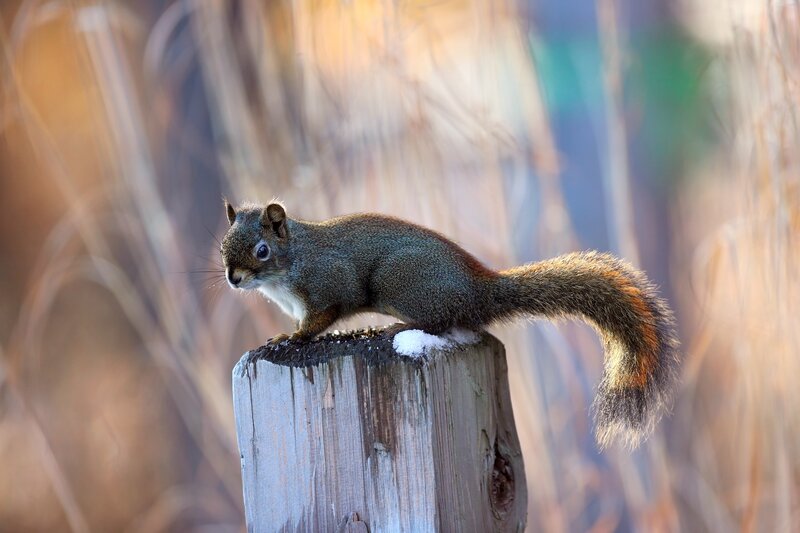 Squirrel on Wooden Post — Brown