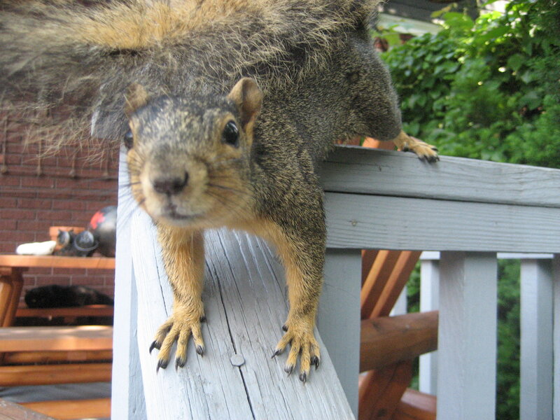 Squirrel on Wooden Railing