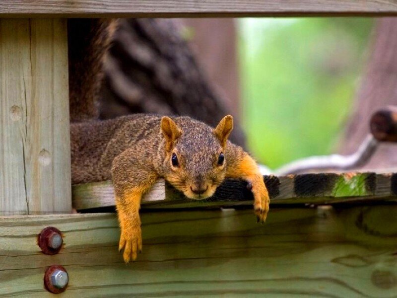 squirrel on wooden structure