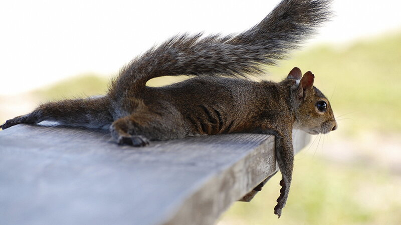 Squirrel on Wooden Surface — Brown, Calm, Afternoon, Photograph