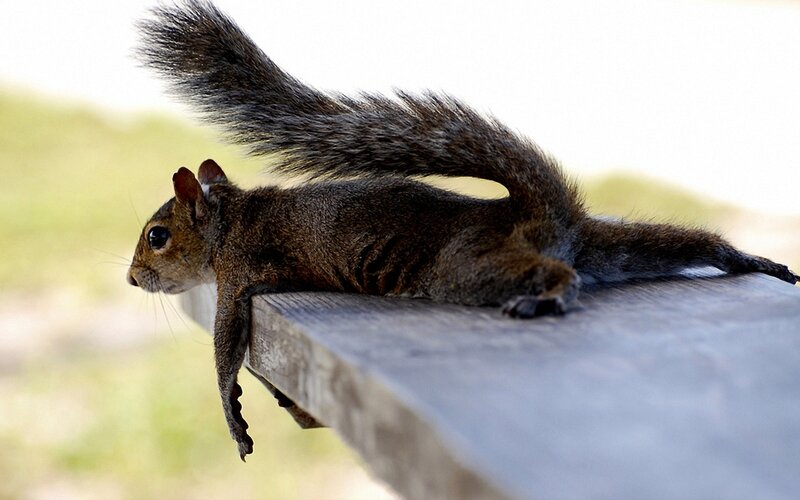 Squirrel on Wooden Surface — Brown, Calm, Afternoon, Photograph, Wooden Surface