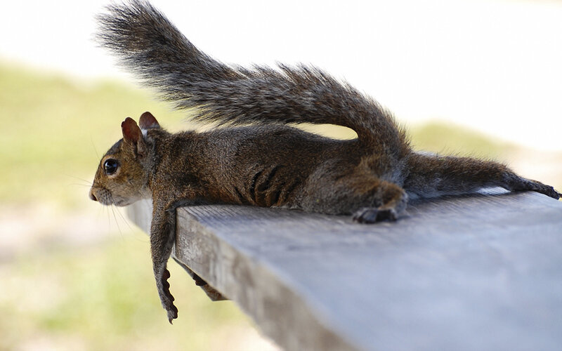 Squirrel on Wooden Surface — Brown, Calm, Afternoon