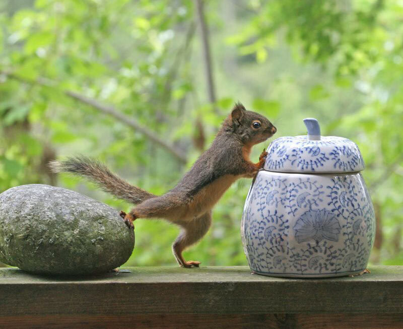 Squirrel on Wooden Surface — Brown