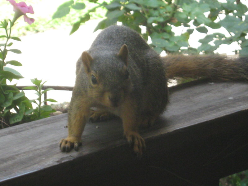 Squirrel on Wooden Surface — Gray