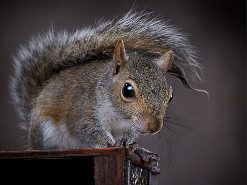 squirrel on wooden surface