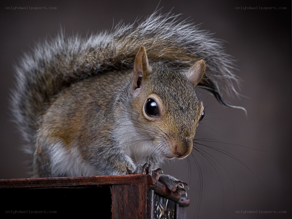 squirrel on wooden surface