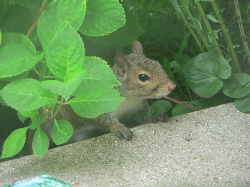 squirrel peeking from foliage