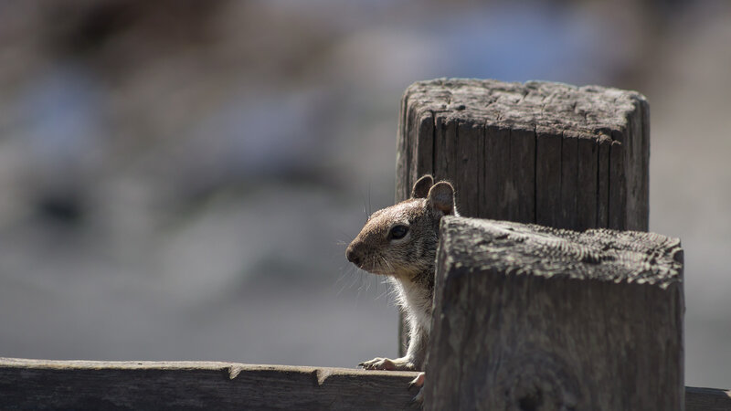 Squirrel Peeking from Post