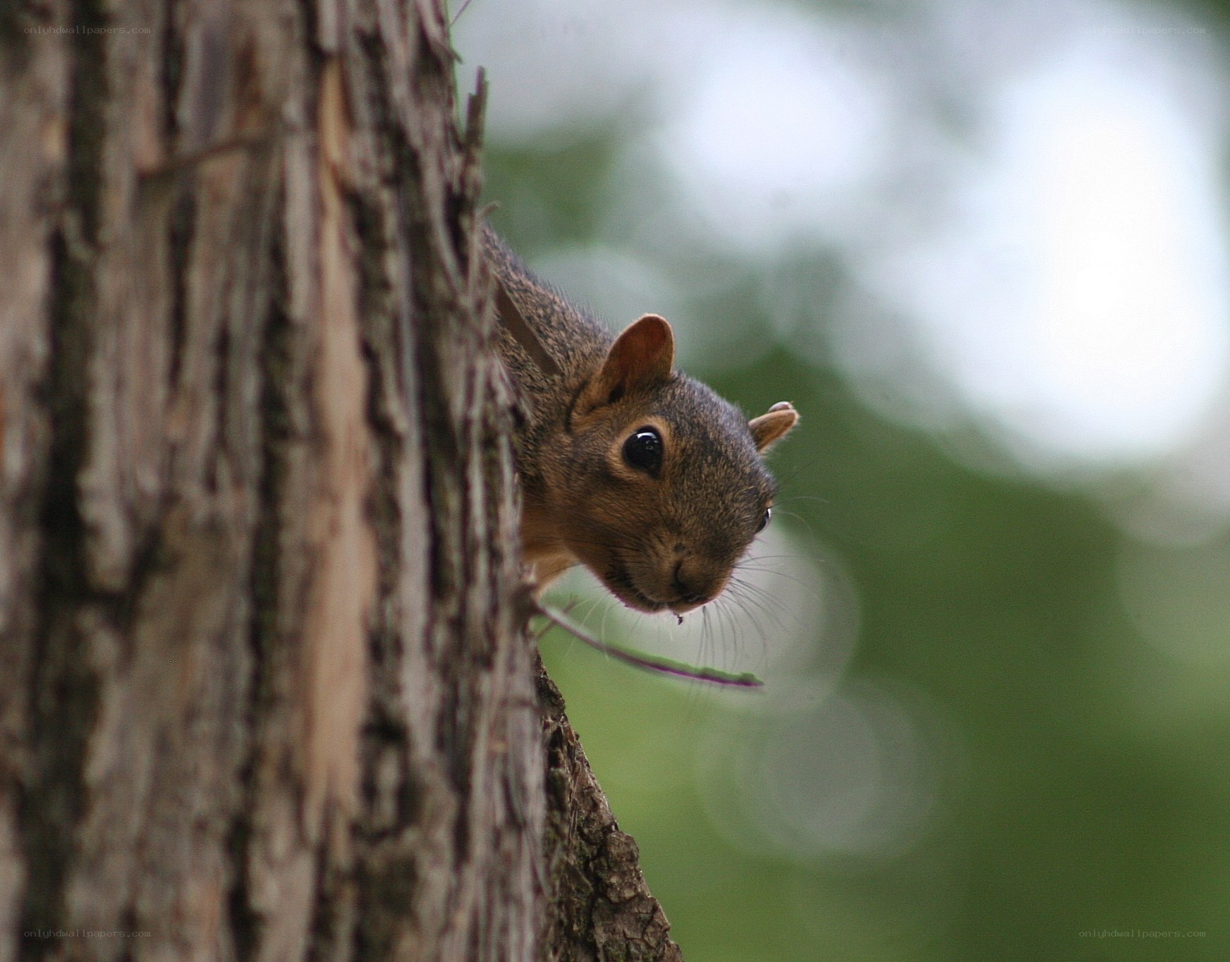 squirrel peeking from tree