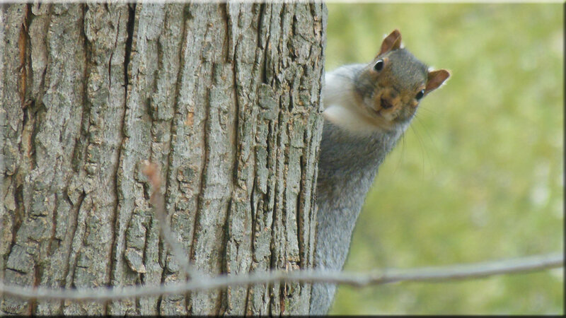 Squirrel Peeking from Tree — Gray
