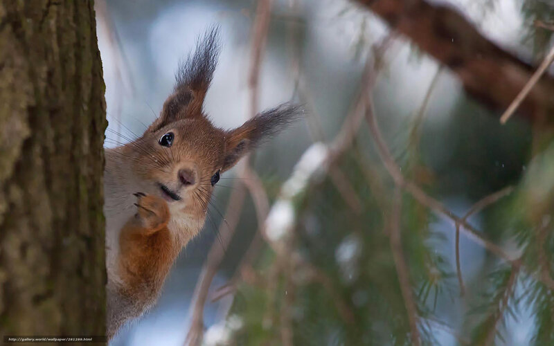 Squirrel peeking from tree