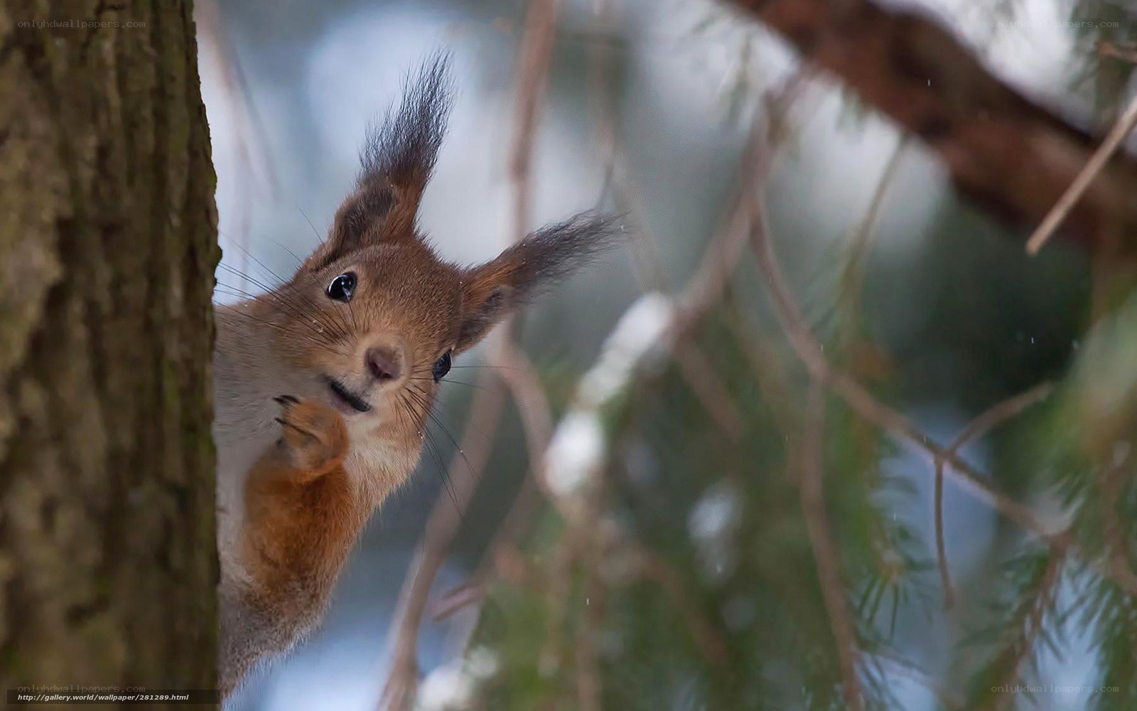 Squirrel peeking from tree