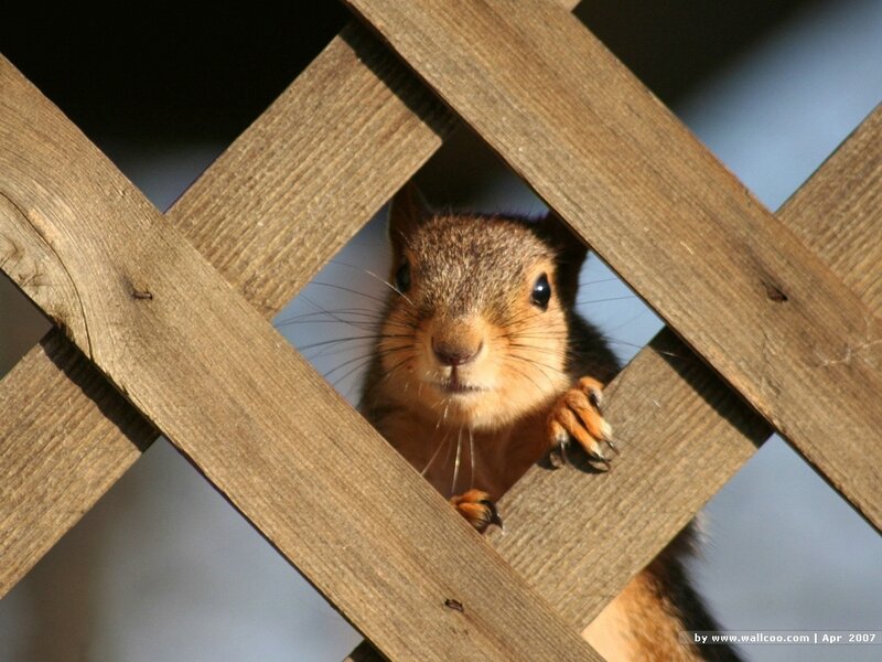 squirrel peeking through lattice