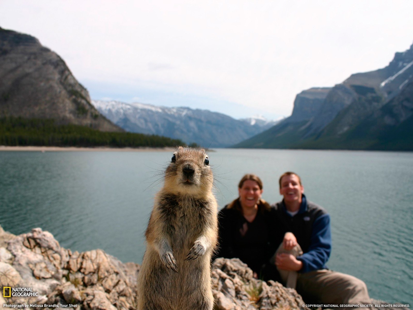 Squirrel photobombing a couple