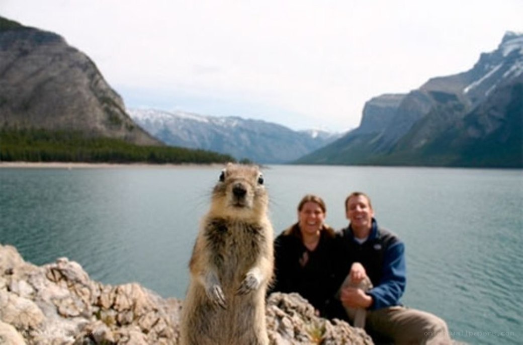 Squirrel photobombing couple