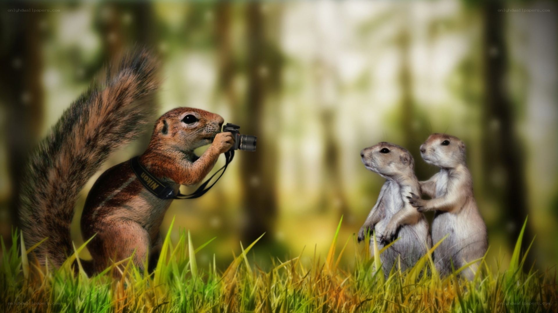 Squirrel photographer with subjects