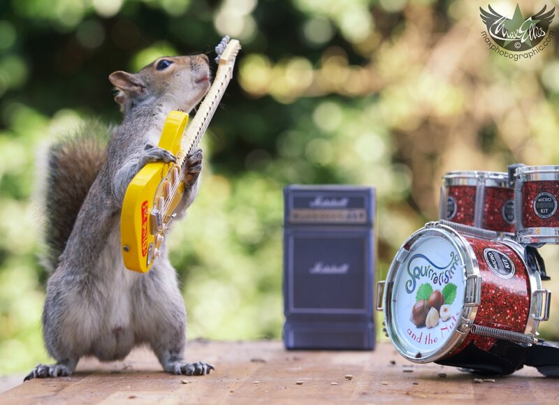 Squirrel Playing Guitar