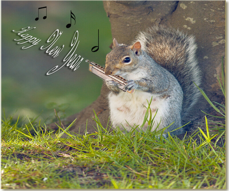 Squirrel Playing Harmonica