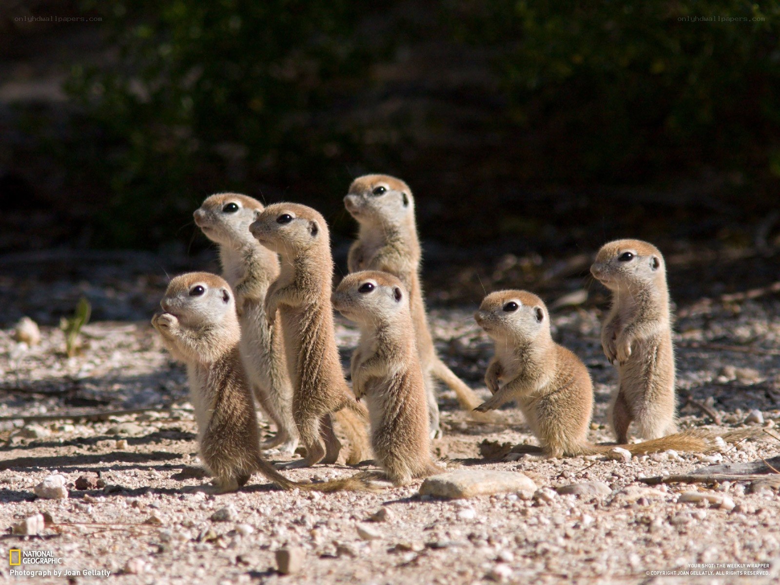 Squirrel pups standing alert