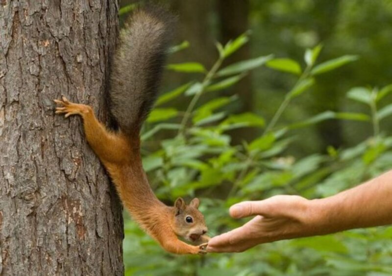 squirrel reaching for hand