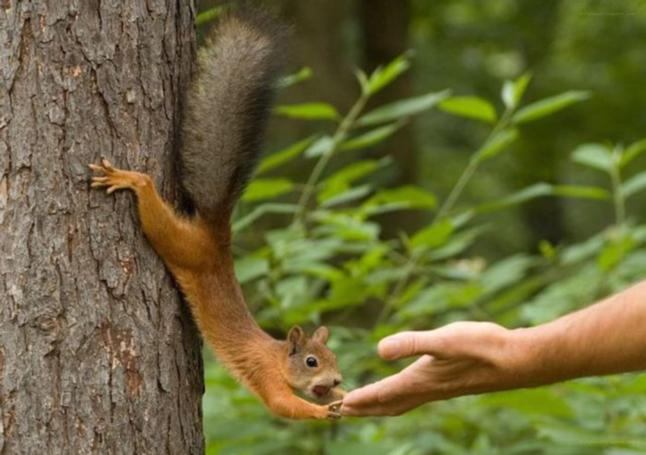 squirrel reaching for hand