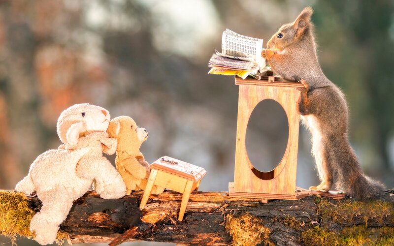 Squirrel reading on a log