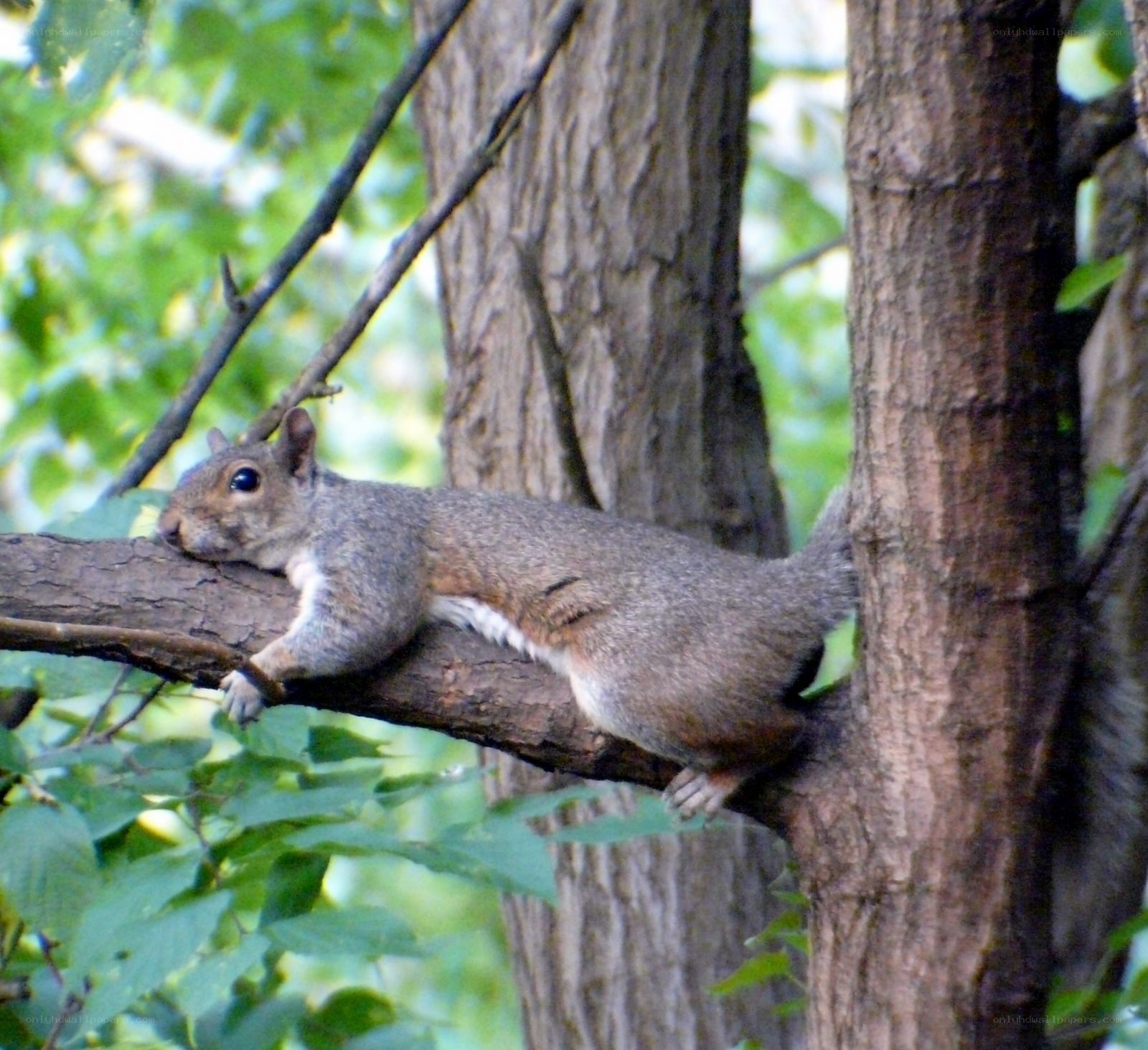 Squirrel resting on a tree branch