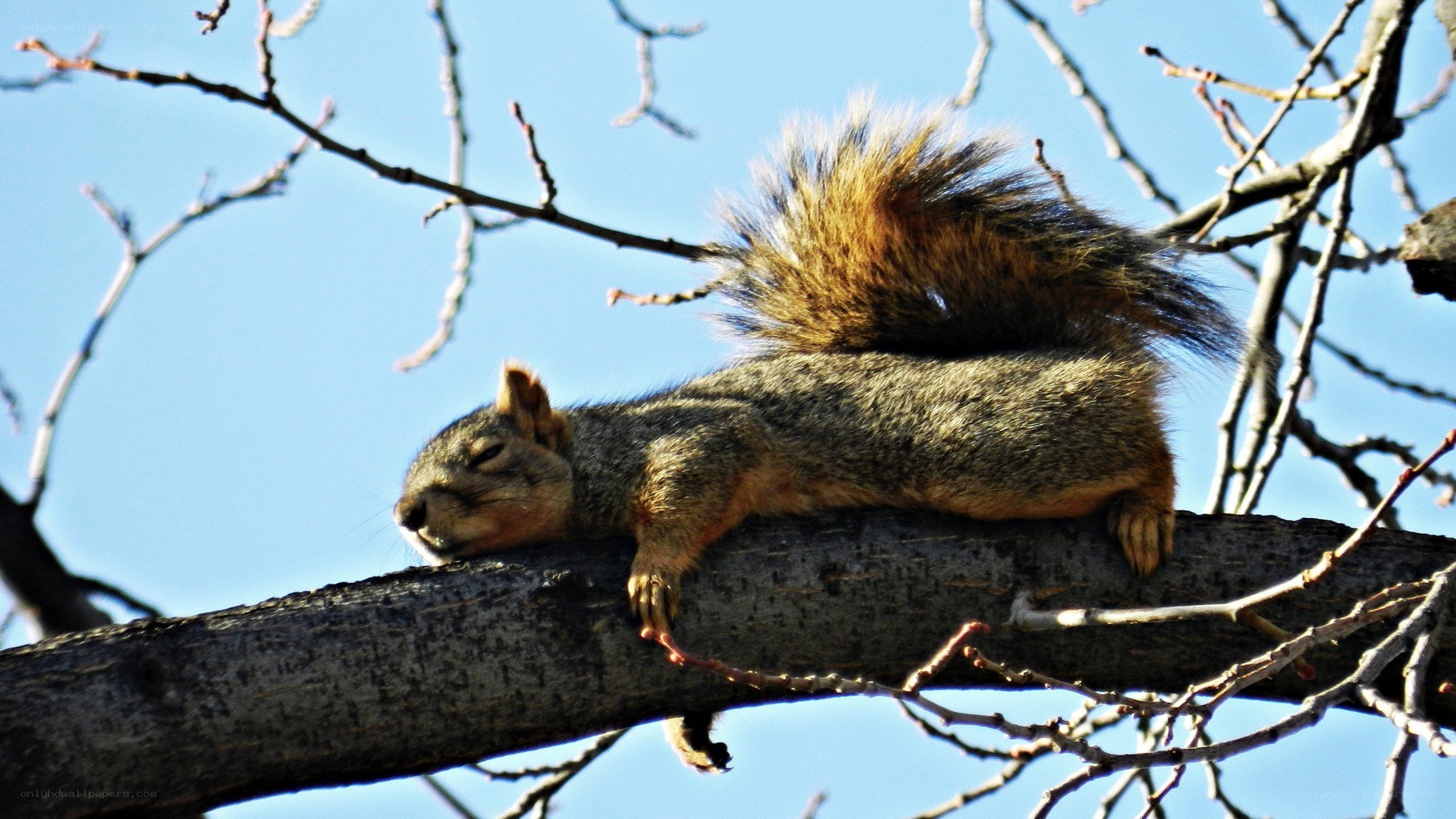 squirrel resting on a tree branch