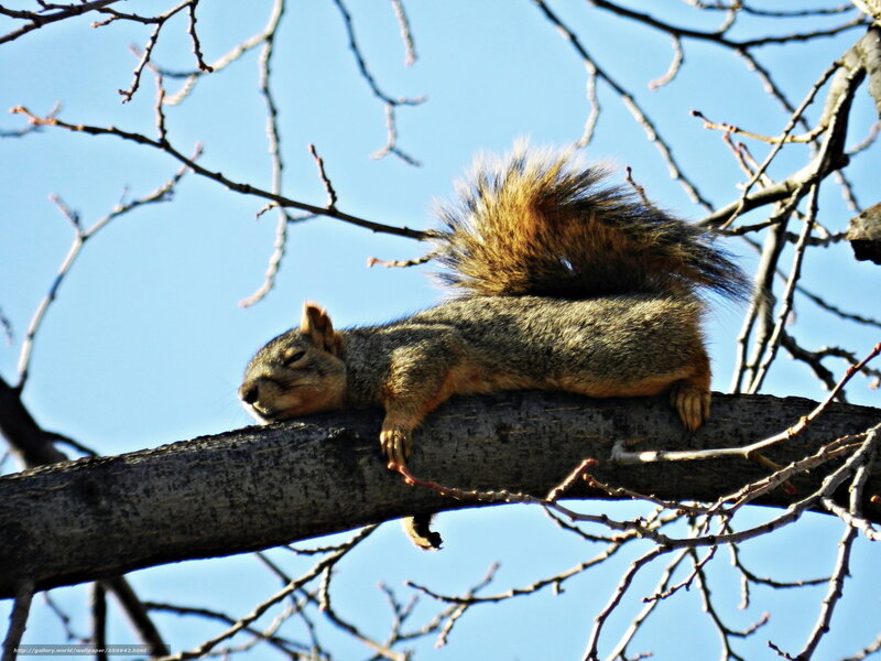 Squirrel resting on a tree branch