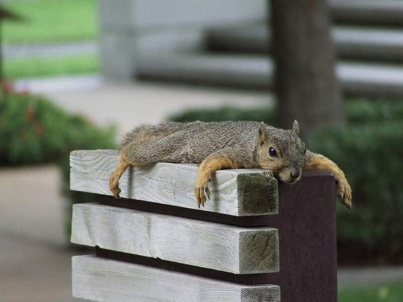 squirrel resting on bench