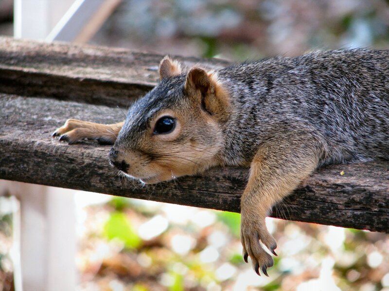 squirrel resting on wooden beam