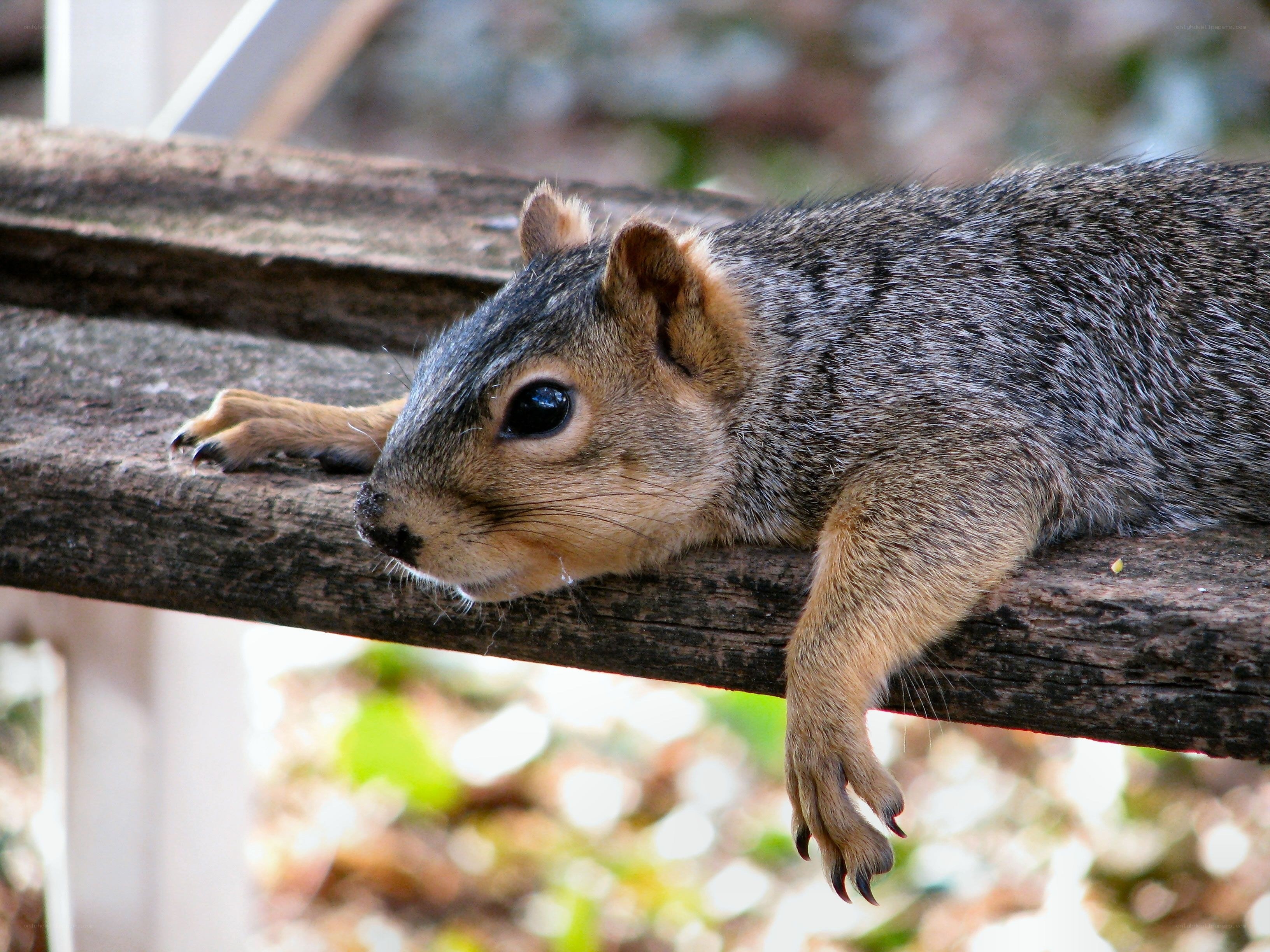 squirrel resting on wooden beam